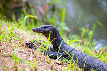 Monitor lizards sitting on a wood