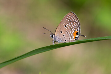 butterfly on a leaf