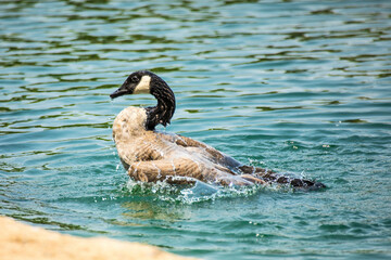 Canada Goose Bathing in Lake