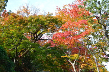 晴れの日の紅葉