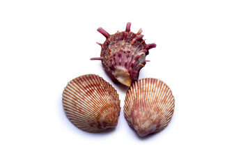 set of various mollusk shells isolated on white background