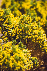 yellow flowers background