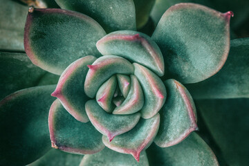Echeveria summer succulent plant rosette macro shot