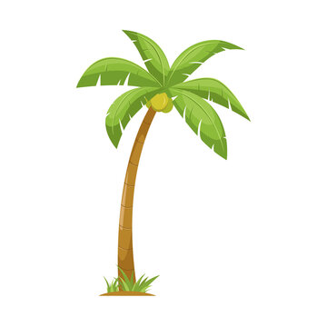 coconut tree, palm tree illustration vector design