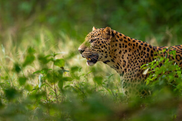 indian wild male leopard or panther face closeup in natural monsoon green during outdoor jungle safari at forest of central india - panthera pardus fusca