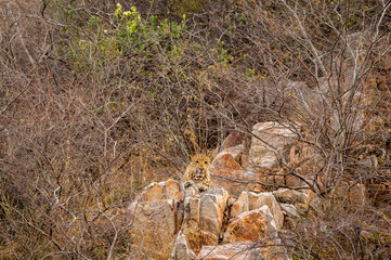 indian wild male leopard or panther resting on rock and high on hills at outdoor jungle safari at...