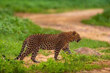 indian wild male leopard or panther full length side profile closeup in natural monsoon green on prowl or stroll during outdoor jungle safari at forest of central india - panthera pardus fusca