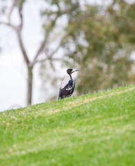 Obraz na płótnie Canvas Australian native magpie bird on a hill in Adelaide, South Australia