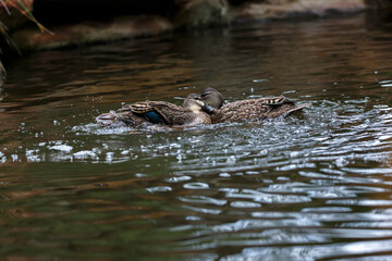 two ducks acting playfully in a pond in Adelaide, South Australia