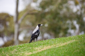 Australian native magpie bird on a hill in Adelaide, South Australia