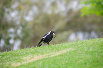 Australian native magpie bird on a hill in Adelaide, South Australia