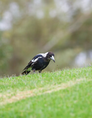 Australian native magpie bird on a hill in Adelaide, South Australia