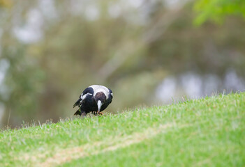 Australian native magpie bird on a hill in Adelaide, South Australia