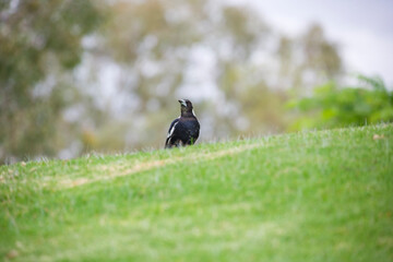 Australian native magpie bird on a hill in Adelaide, South Australia