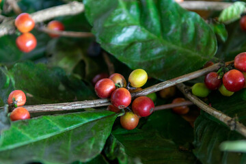 coffee bean tree in coffee process agriculture background