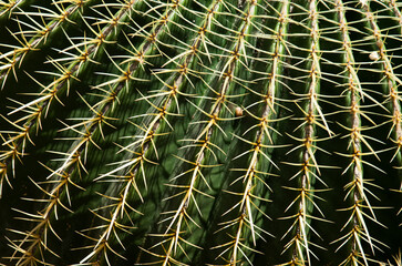 Cactus spiked. Closeup cactus backdround, cacti or cactaceae pattern.