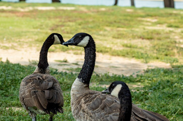 Fototapeta premium Canadian Goose Heart 