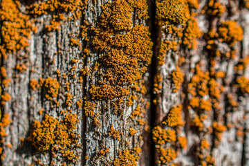 Moss Orange Macro
