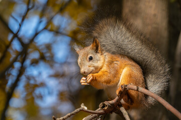 Red squirrel sits on a branch in the autumn forest.