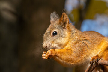 Portrait of a squirrel in a city park in the sun.