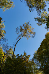 Yellow birch growing in the forest in autumn in sunny weather.
