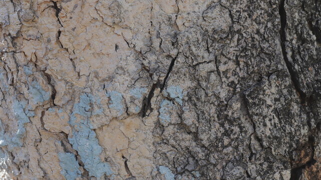 Cierre de la corteza sobre el &aacute;rbol. &Aacute;rbol viejo. muchos a&ntilde;os.
