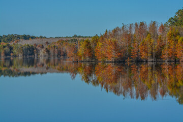 Fototapeta na wymiar Mirror image of the beautiful colorful leaves on the trees, along the Little Ocmulgee River, McRae, Georgia