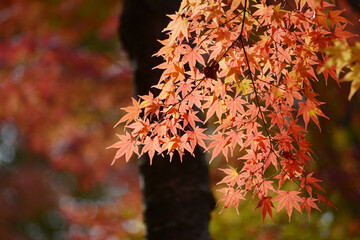 紅葉のモミジ