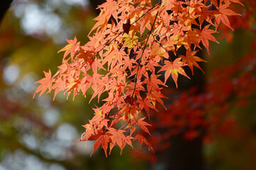 紅葉のモミジ