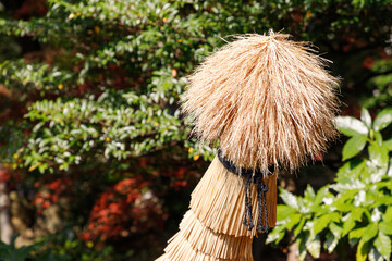 日本庭園、冬に備えて藁の養生