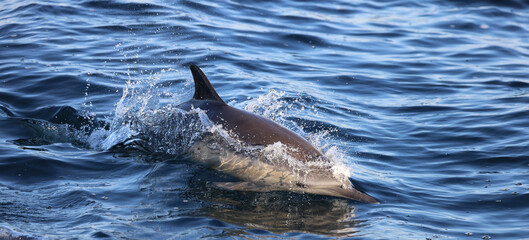 Dolphin Jumping in the water, California Coast, Pacific Ocean,  Dana Point, California