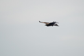 black kite in flight