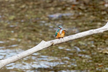 kingfisher caught a fish