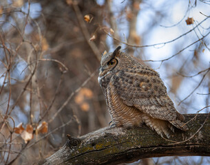 Great horned owl adult perched roosting on tree branch 