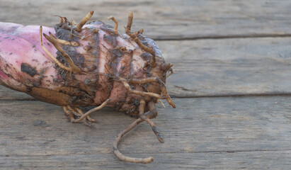 Banana sucker witth good root system on wooden background with copy space