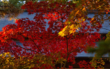 紅葉　屋根