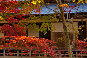 日本家屋　秋　庭園