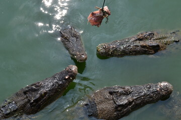 four crocodiles look at one piece of meat