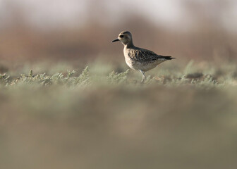 Pacific golden plover standing on farmland. Pluvialis fulva. Shorebird.