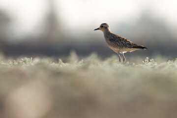 Pacific golden plover bird standing on ground. Pluvialis fulva. Shorebird.