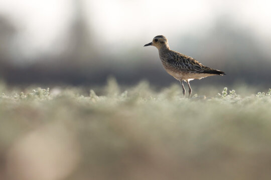 Pacific Golden Plover Bird Standing On Ground. Pluvialis Fulva. Shorebird.