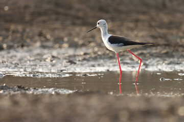 The black-winged stilt is a widely distributed very long-legged wader in the avocet and stilt family. Black winged stilt at river. Himantopus himantopus.
