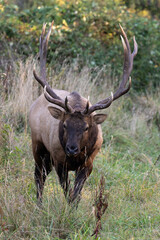 Roosevelt bull elk walking forward