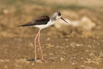 The black-winged stilt is a widely distributed very long-legged wader in the avocet and stilt family.