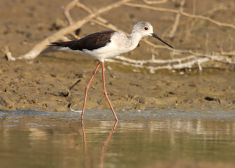 The black-winged stilt is a widely distributed very long-legged wader in the avocet and stilt family. Himantopus himantopus.