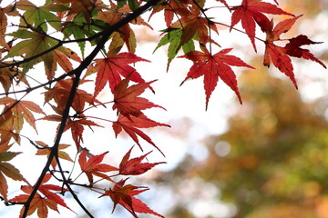 生田緑地の紅葉