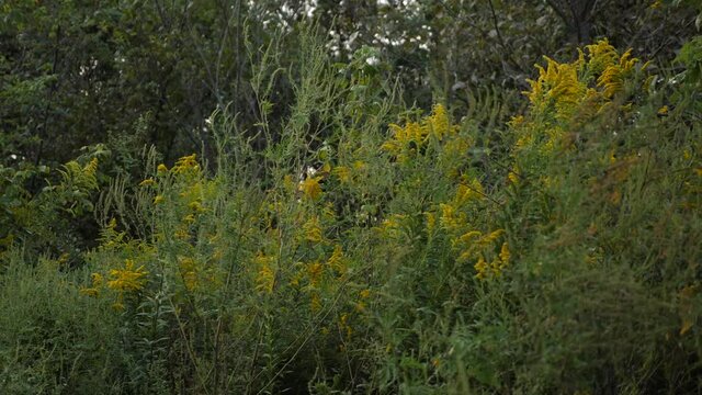 Yellow goldenrod blows in the wind