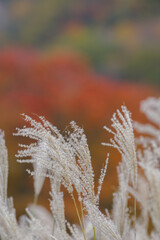 紅葉とススキ