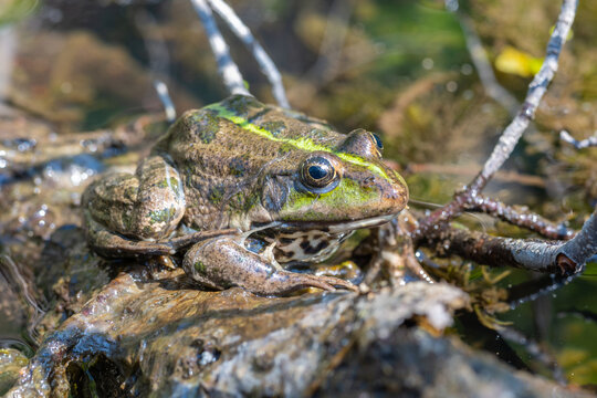 Large speckled frog close-up in the wild. Animal in good quality.