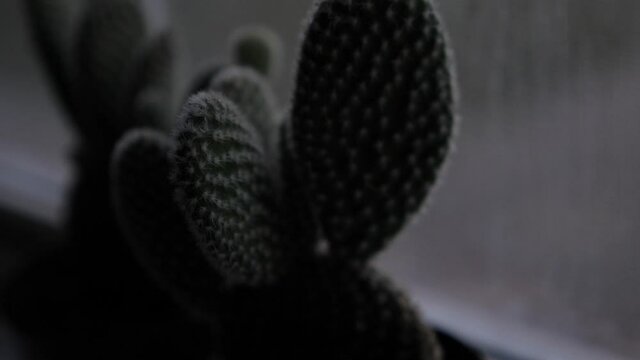 Small cactus plants in window